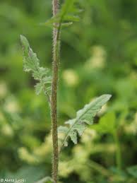Attēlu rezultāti vaicājumam “Sisymbrium loeselii”