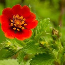 Image result for Potentilla tormentilla