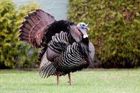 Attēlu rezultāti vaicājumam “Meleagris”