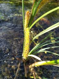 Attēlu rezultāti vaicājumam “Carex rostrata”