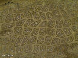 Attēlu rezultāti vaicājumam “Dicranum undulatum”