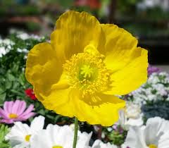 Image result for Papaver nudicaule