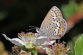 Attēlu rezultāti vaicājumam “Plebejus argus / Plebejus idas”