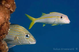 Image result for Haemulon carbonarium