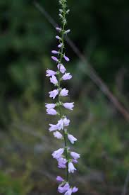 Attēlu rezultāti vaicājumam “Campanula bononiensis”