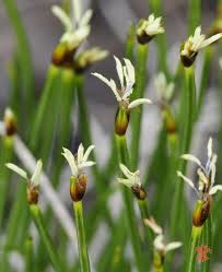 Attēlu rezultāti vaicājumam “Eleocharis quinqueflora”