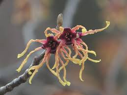 Attēlu rezultāti vaicājumam “Hamamelis virginiana flower”
