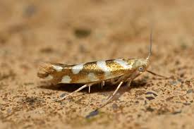 Attēlu rezultāti vaicājumam “Argyresthia goedartella”