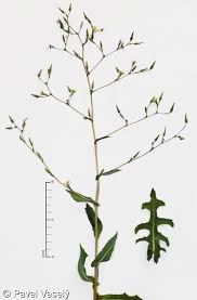 Attēlu rezultāti vaicājumam “Lactuca serriola”