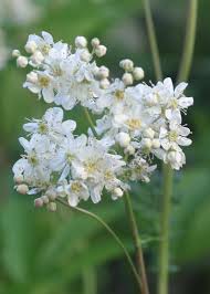 Image result for Filipendula vulgaris