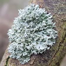 Attēlu rezultāti vaicājumam “Physcia tenella”