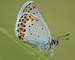 Attēlu rezultāti vaicājumam “Plebejus argyrognomon”