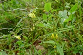 Attēlu rezultāti vaicājumam “Melampyrum sylvaticum leaf”