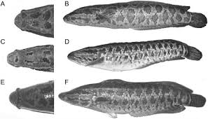 Image result for Channa argus