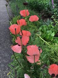 Image result for Papaver orientale