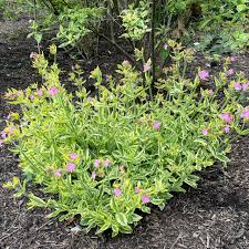 Image result for Silene dioica