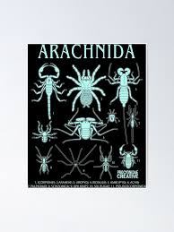 Attēlu rezultāti vaicājumam “Arachnida”