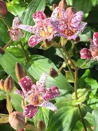 Image result for Tricyrtis `Black Beauty`