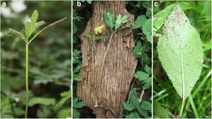 Attēlu rezultāti vaicājumam “Tranzschelia anemones”