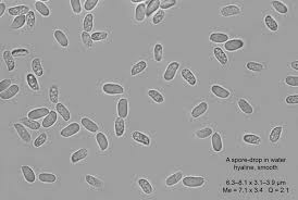 Attēlu rezultāti vaicājumam “Phlebiopsis gigantea”