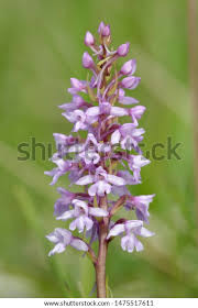 Attēlu rezultāti vaicājumam “Gymnadenia conopsea flower”