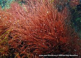 Attēlu rezultāti vaicājumam “Ceramium sp.”