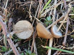 Attēlu rezultāti vaicājumam “Mycena”