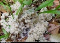 Attēlu rezultāti vaicājumam “Sebacina incrustans”