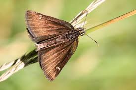 Attēlu rezultāti vaicājumam “Heteropterus morpheus underside”