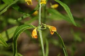 Attēlu rezultāti vaicājumam “Melampyrum sylvaticum leaf”