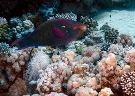 Image result for Scarus niger