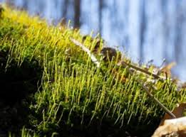 Attēlu rezultāti vaicājumam “Ceratodon purpureus”