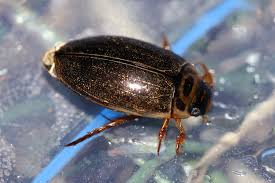 Attēlu rezultāti vaicājumam “Rhantus frontalis”