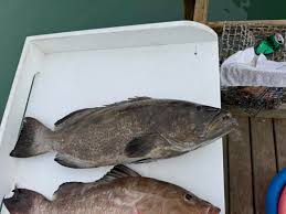 Image result for Mycteroperca interstitialis