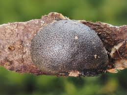 Attēlu rezultāti vaicājumam “Lycogala cf. fossiculatum macro”