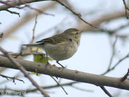 Attēlu rezultāti vaicājumam “Phylloscopus trochiloides”
