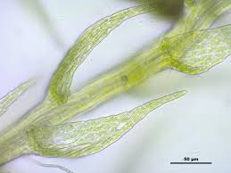 Attēlu rezultāti vaicājumam “Platydictya jungermannioides”