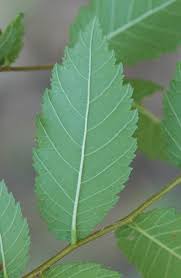 Attēlu rezultāti vaicājumam “Ulmus laevis leaf”