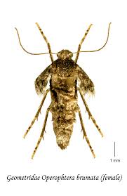 Attēlu rezultāti vaicājumam “Operophtera”