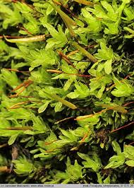 Attēlu rezultāti vaicājumam “Encalypta streptocarpa”