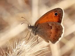 Attēlu rezultāti vaicājumam “Coenonympha pamphilus”