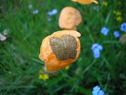 Image result for Papaver nudicaule