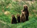 Brown Bear Species South of Canada ~ planetanimalzone