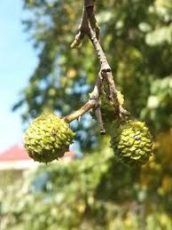 Attēlu rezultāti vaicājumam “Alnus incana fruit”