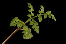 Attēlu rezultāti vaicājumam “Botrychium multifidum”