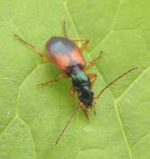 Attēlu rezultāti vaicājumam “Anchomenus dorsalis”