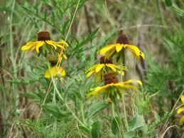 Attēlu rezultāti vaicājumam “Rudbeckia hirta var. pulcherrima flower”