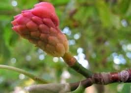 Attēlu rezultāti vaicājumam “Magnolia acuminata bud”
