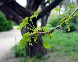 Attēlu rezultāti vaicājumam “Ginkgo biloba male flower”