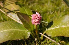 Attēlu rezultāti vaicājumam “Polygonum amphibium flower”